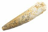 Fossil Spinosaurus Tooth - Real Dinosaur Tooth #345559-1